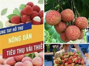 Chung tay hỗ trợ vải thiều Bắc Giang